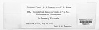 Coleosporium tussilaginis image